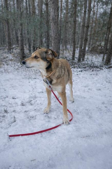 adopcja dwóch zagubionych psiaków