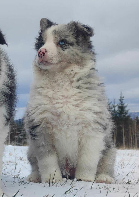 Szczenię BORDER COLLIE z Hodowli - Rasowy pies z pełną dok.