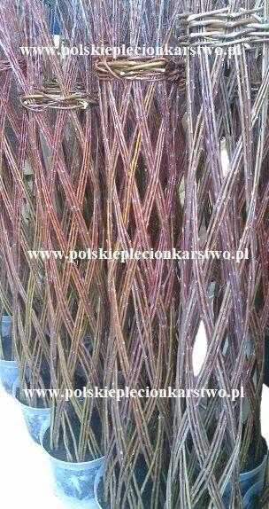 wierzba pleciona wierzby plecione ogrodowe plecionki