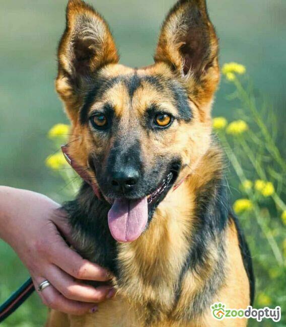 NIKA - cudowna, wrażliwa sunia szuka super domu