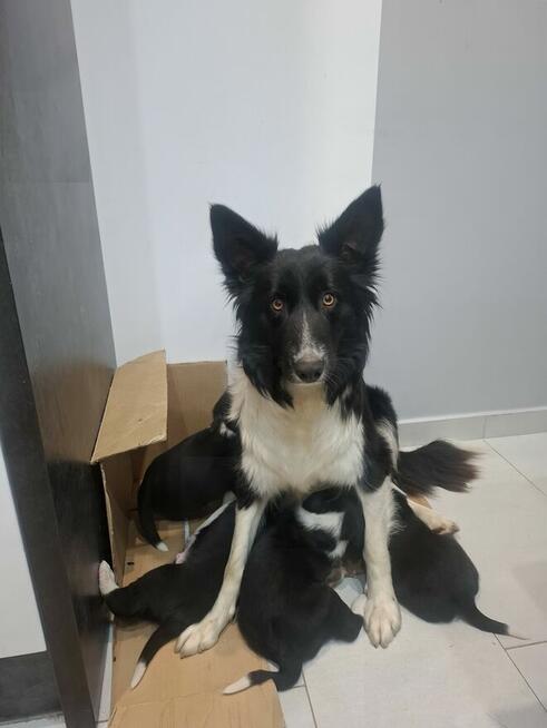 Szczeniaki typu border colie