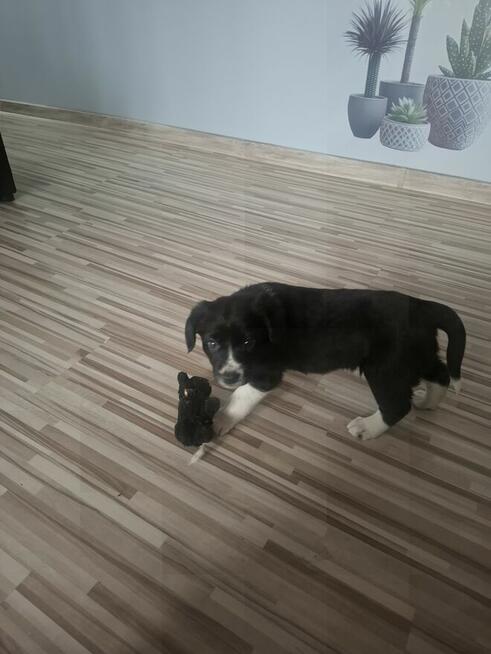 Szczeniaki typu border colie