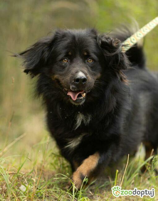 MORUSEK - cudowny psiak szuka najlepszego domu