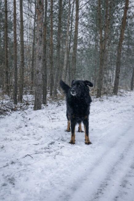 adopcja dwóch zagubionych psiaków