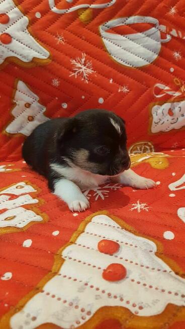 CHIHUAHUA szczeniaki pieski