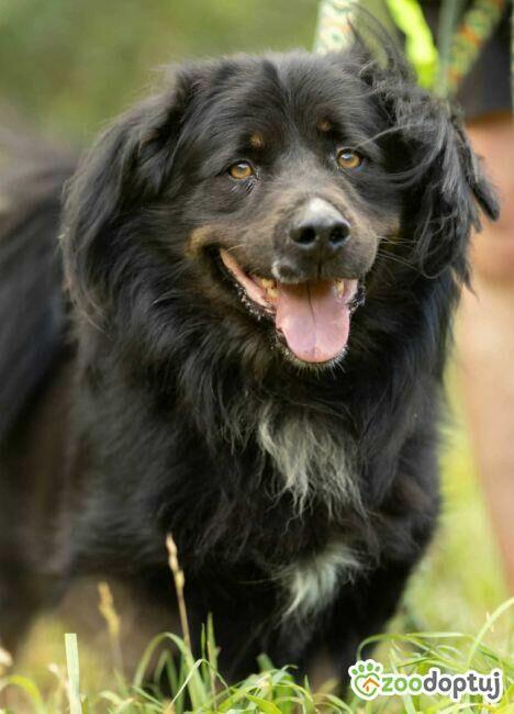 MORUSEK - cudowny psiak szuka najlepszego domu