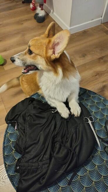 Welsh Corgi Pembroke FCI