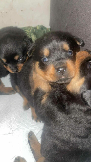 Rottwailer szczeniaki