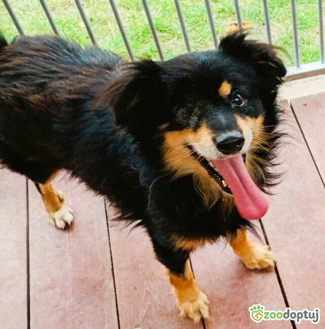 KRUCZEK - porzucony, niechciany psiak błaga o najlepszy dom