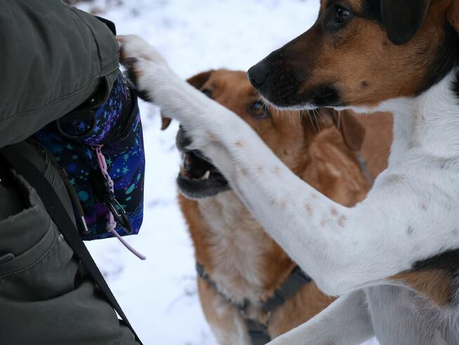 Ninka szuka aktywnego domu