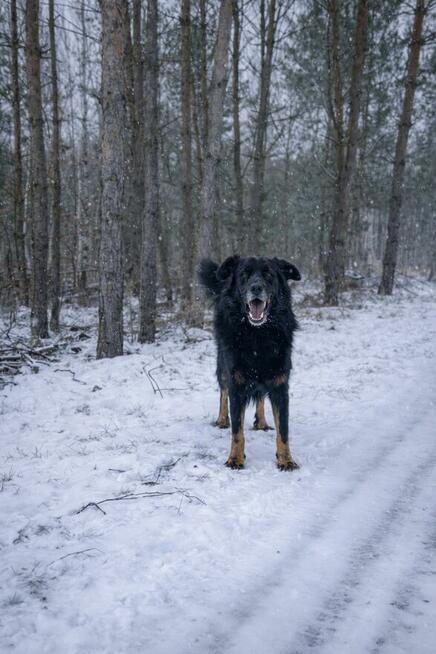 adopcja dwóch zagubionych psiaków