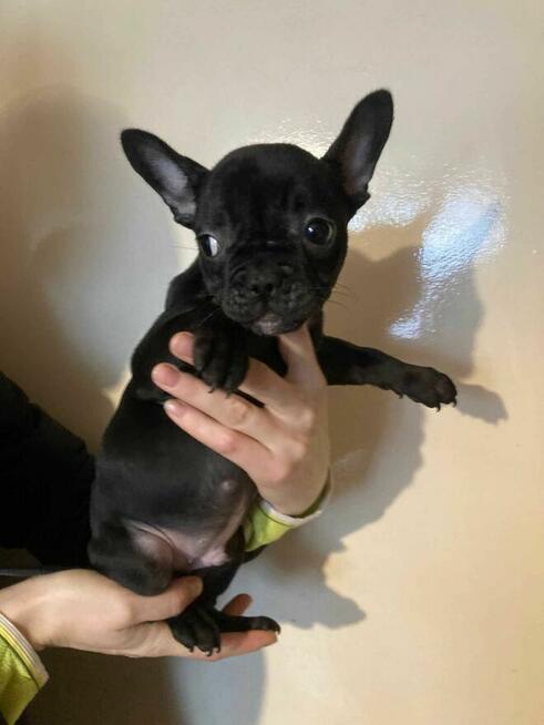 Suczki buldog francuski okolice Warszawy