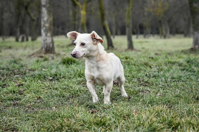 Wiwi-malutka kremowa suczka czeka na dom-adopcja