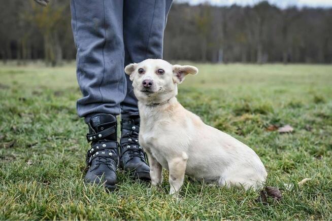 Wiwi-malutka kremowa suczka czeka na dom-adopcja