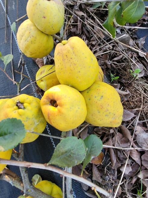 Sok tłoczony ze świeżych owoców pigwowca NFC