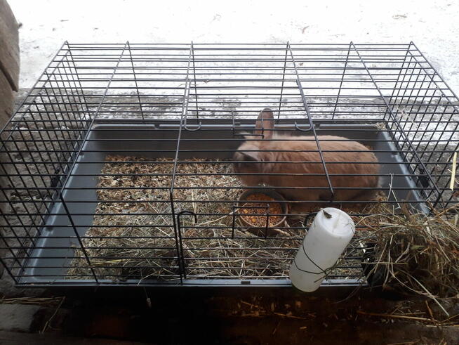 Sprzedam królika z Klatką