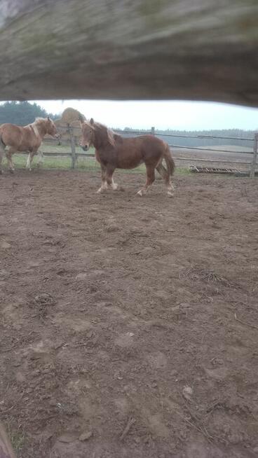 Sprzedam zrebice zimnokwista