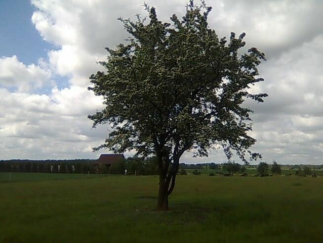 Działka budowlana na wsi 700 m kw w otoczeniu przyrody