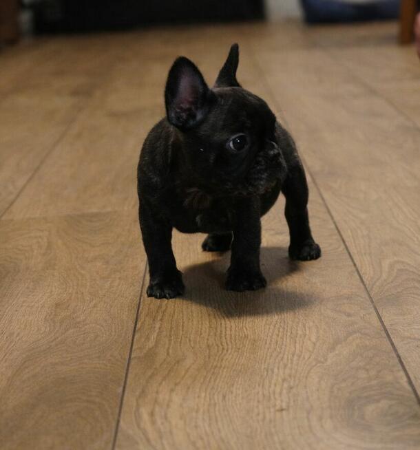 Buldog francuski Dyzio samiec pręgowany ciemny FCI