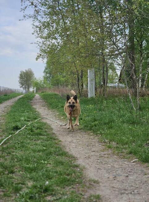 Jedna łapa, druga łapa – szuka domu nasza HANIA!