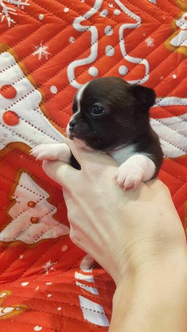 CHIHUAHUA szczeniaki pieski