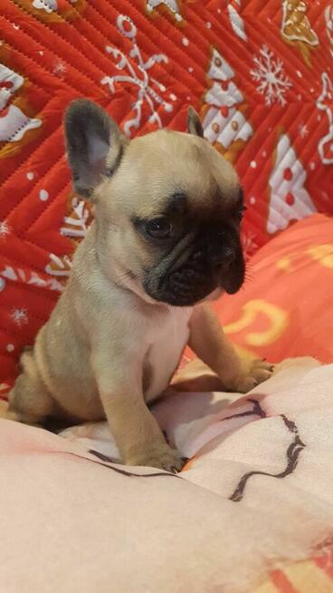 Szczeniaki buldog francuski