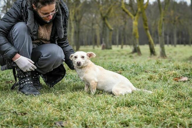 Wiwi-malutka kremowa suczka czeka na dom-adopcja