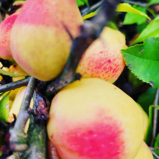 Sok tłoczony ze świeżych owoców pigwowca NFC