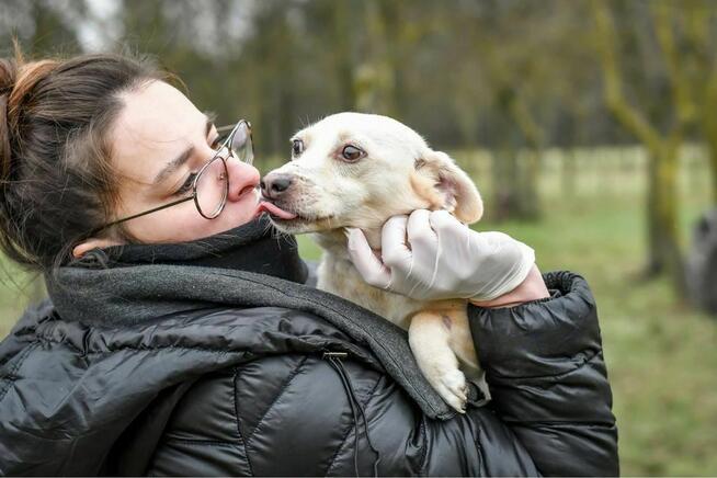 Wiwi-malutka kremowa suczka czeka na dom-adopcja