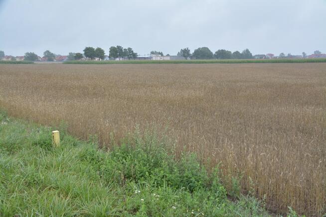 Grunt inwestycy Konarzewo 19498 m2 -bezpośrednio