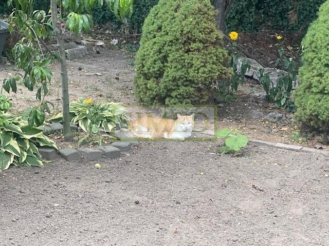 Dom z dużą działką i ogrodem , Centrum Łomianek
