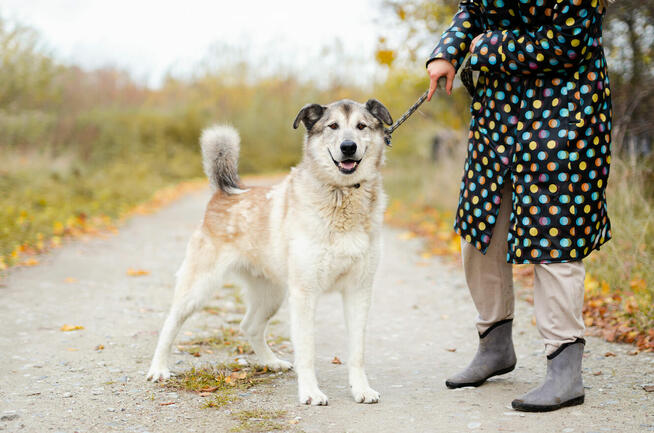 Chase - cudowny wielkolud szuka domu!