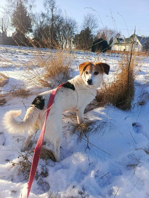 Sympatyczna, nieduża sunia prosi o dom!