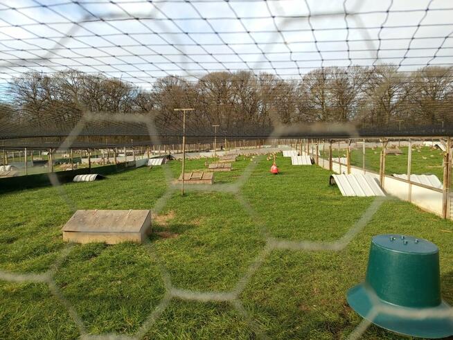 Praca w Anglii ze statusem