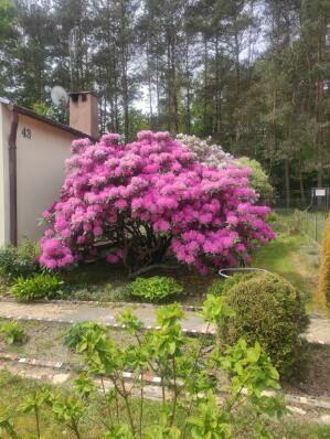 Sprzedam działkę ROD Regny