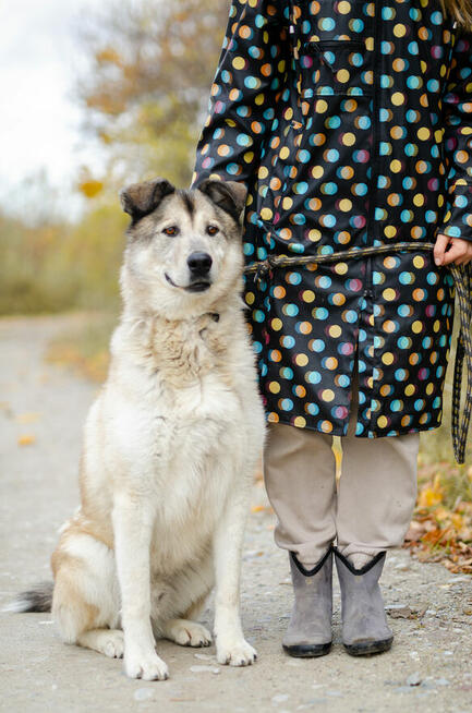 Chase - cudowny wielkolud szuka domu!