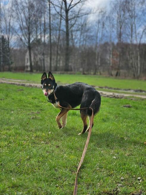 Jedna Nutka, wielkie serce – może Ty ją weźmiesz w ręce?