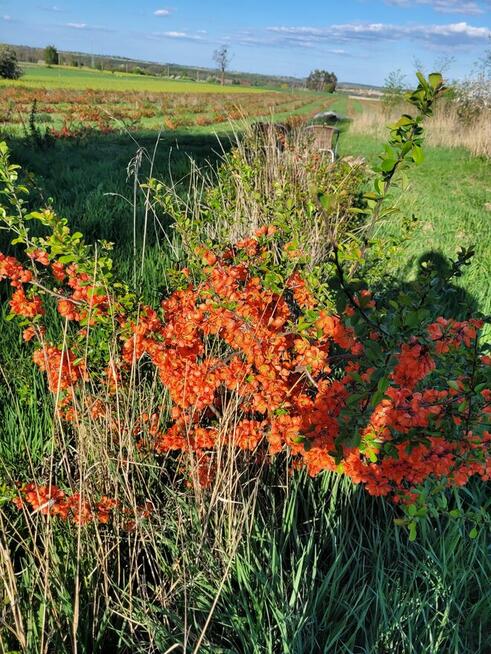 Sok tłoczony ze świeżych owoców pigwowca NFC