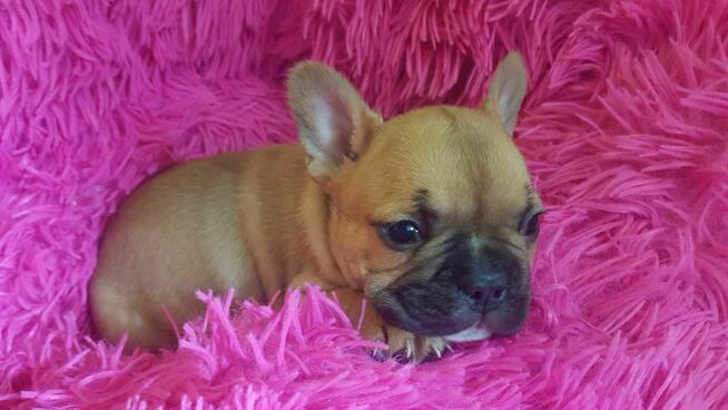 Szczeniaki buldog francuski