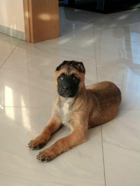 Owczarek belgijski malinois