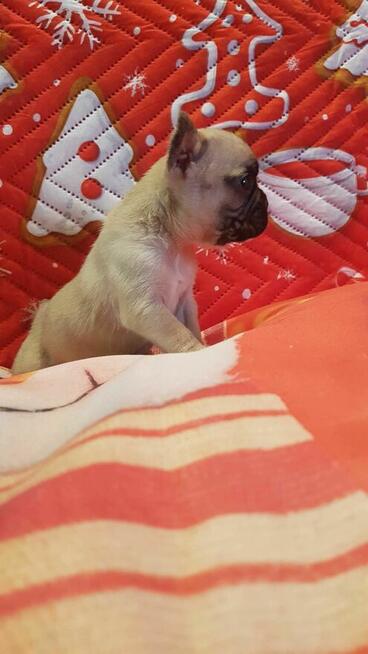 Szczeniaki buldog francuski