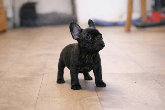 Buldog francuski Dyzio samiec pręgowany ciemny FCI