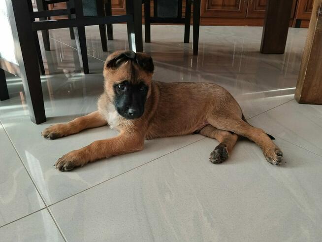 Owczarek belgijski malinois