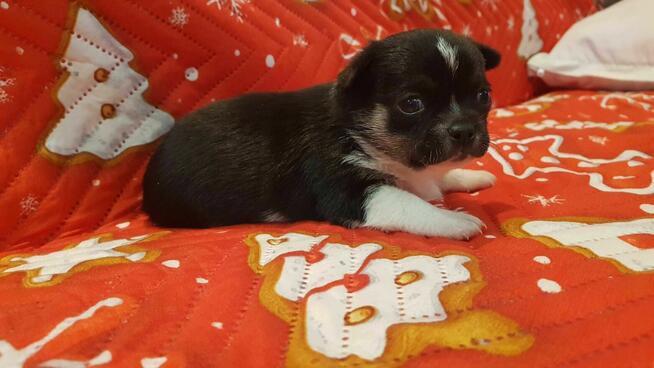 CHIHUAHUA szczeniaki pieski