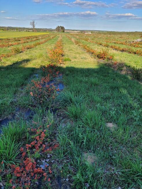 Sok tłoczony ze świeżych owoców pigwowca NFC