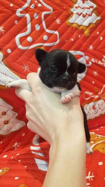 CHIHUAHUA szczeniaki pieski