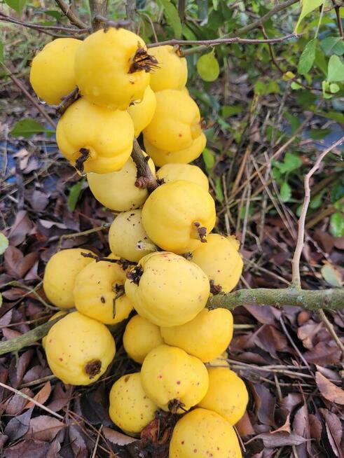 Sok tłoczony ze świeżych owoców pigwowca NFC