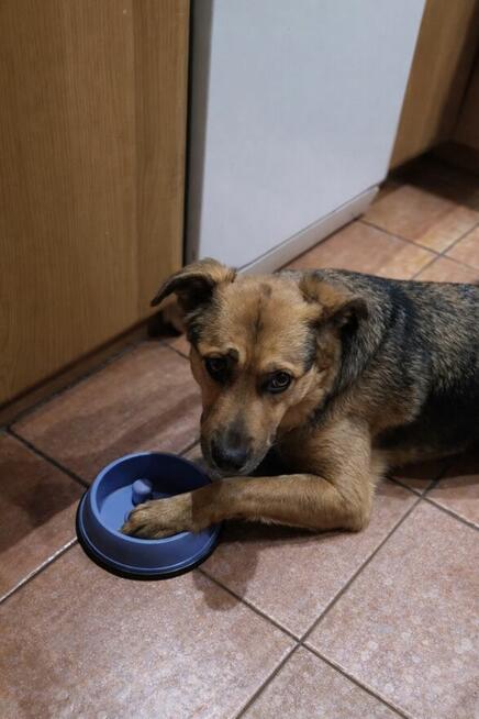 Scooby Doo szuka domu