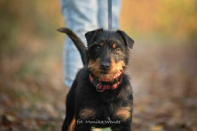 Bendżi – mały terierek z ogromną duszą czeka na swój dom