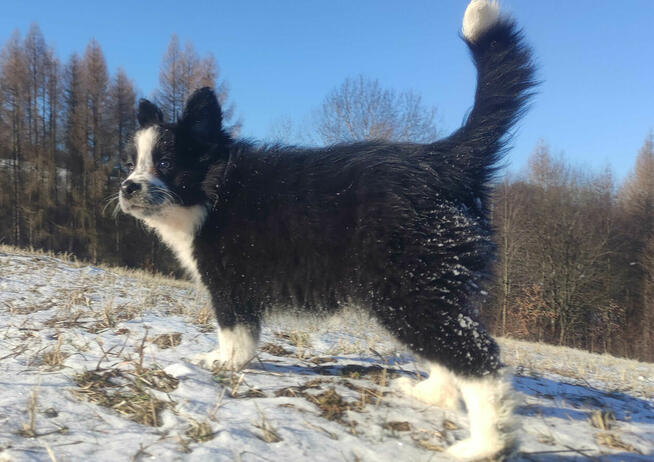 Szczeniak Suczka BORDER COLLIE z Hodowli - Rasowa pełna dok.